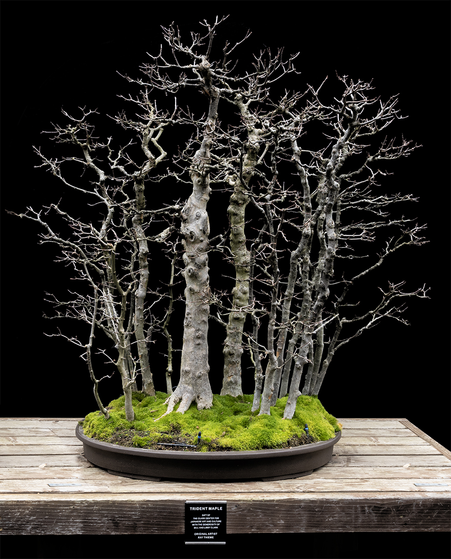 Bonsai_0837s