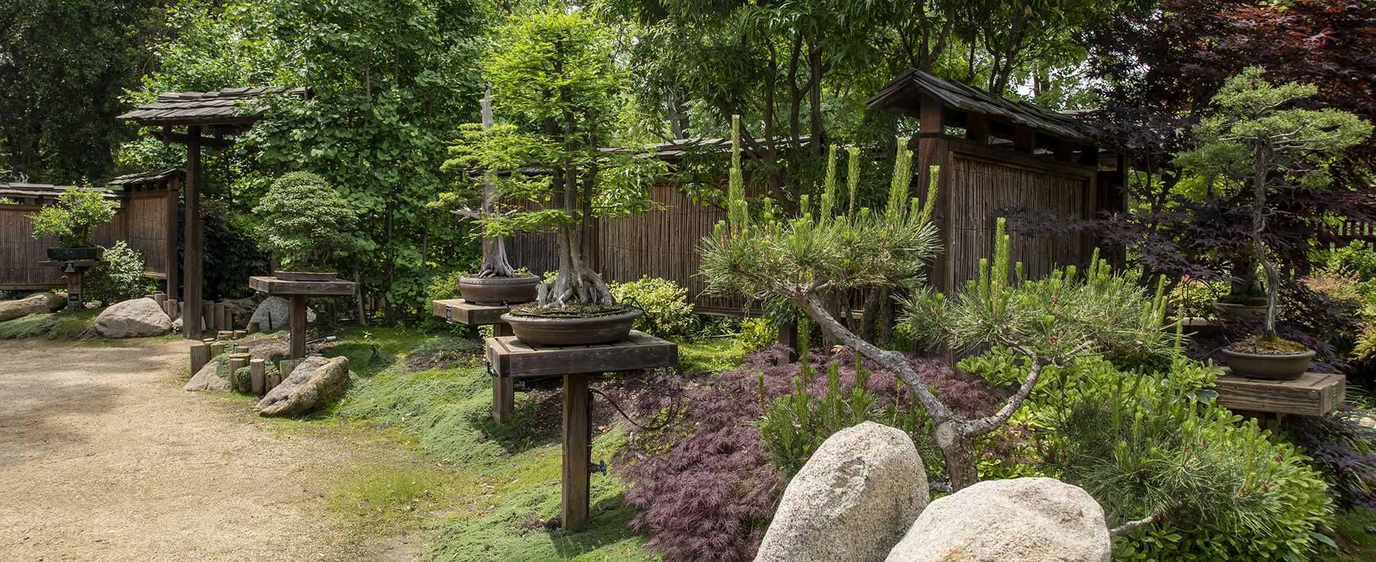 Clark Bonsai Collection