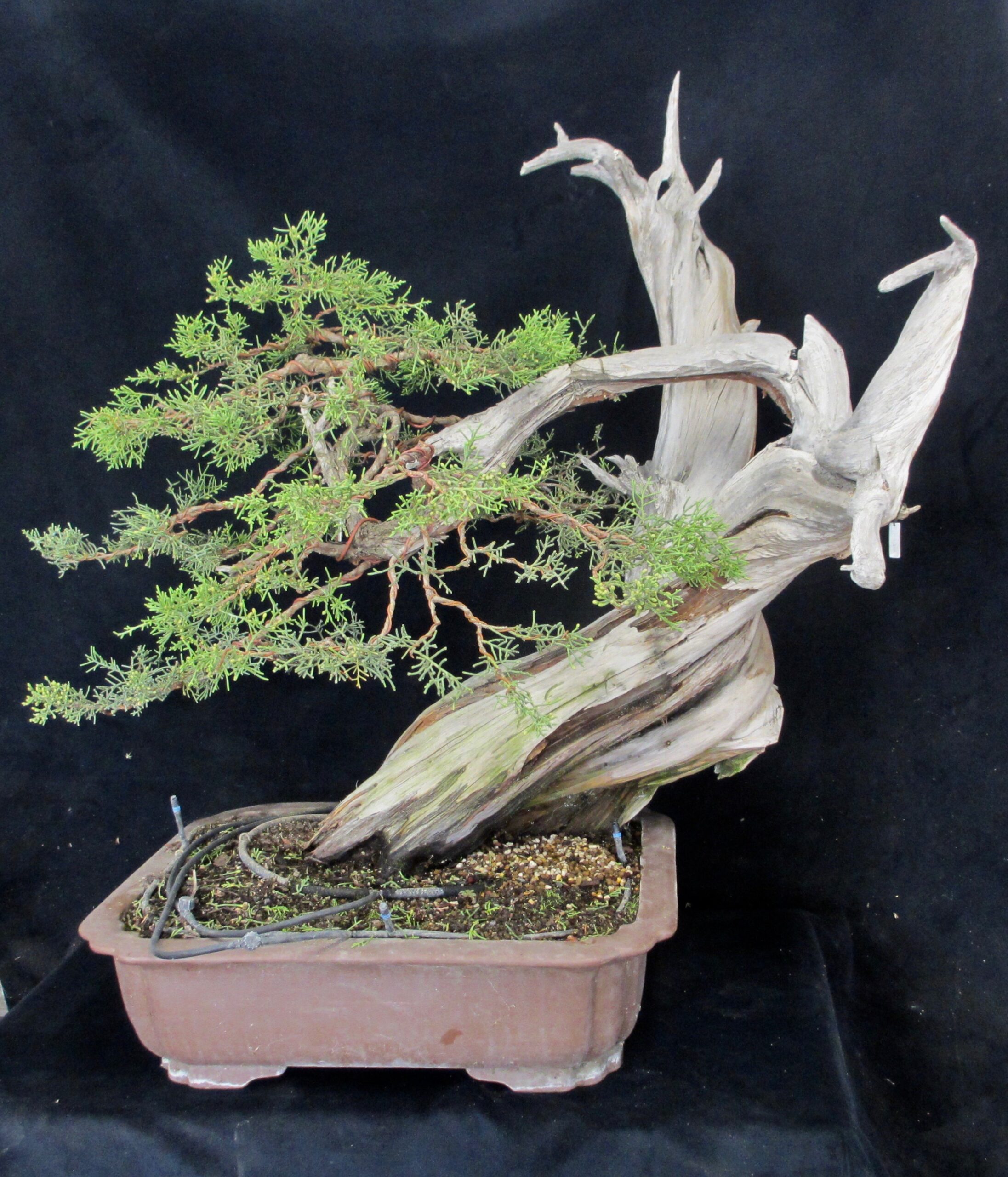 026_clarkbonsai_CA juniper_Nguy