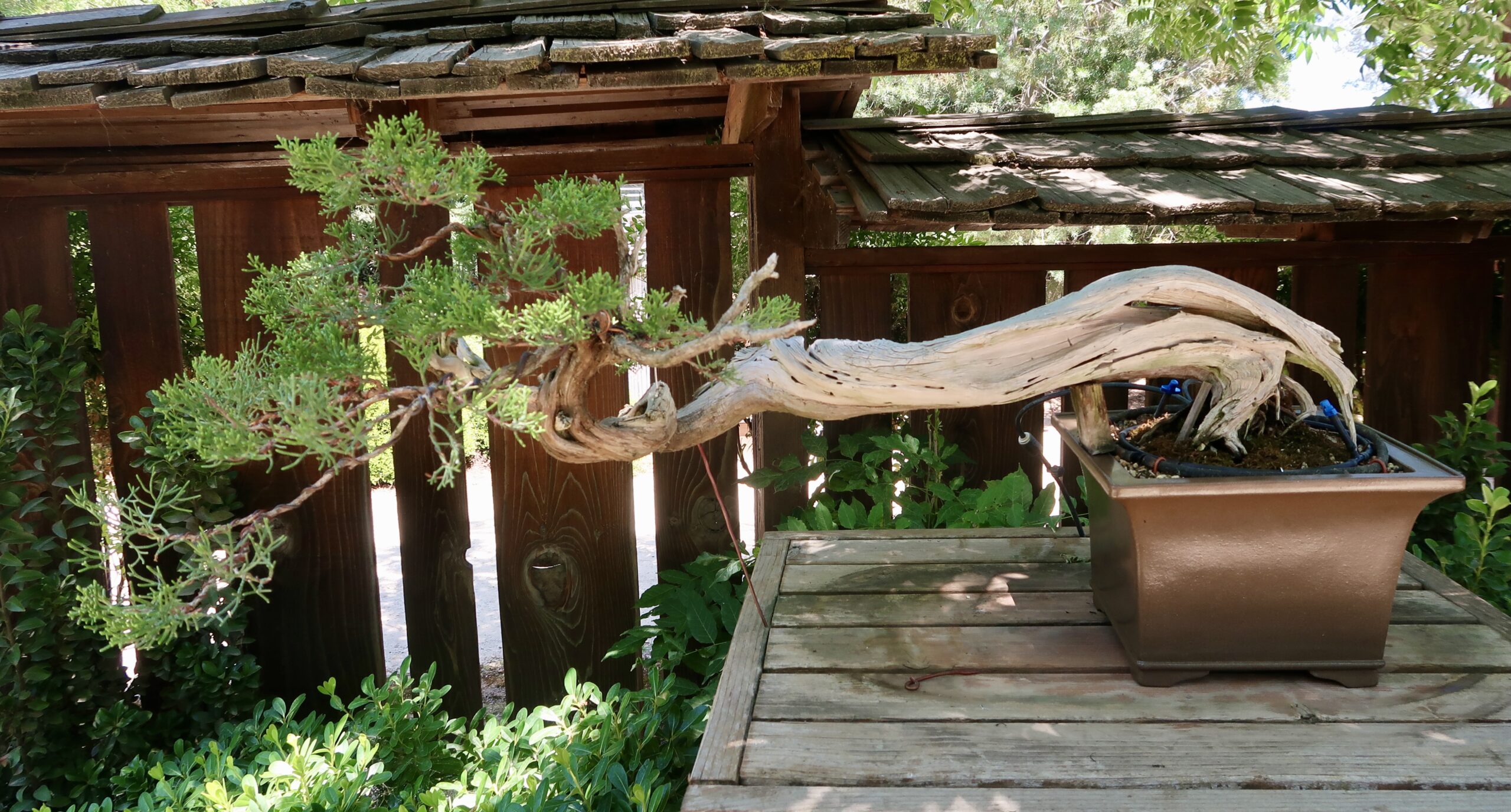 066_clarkbonsai_CAjuniper._Latimer:Naka