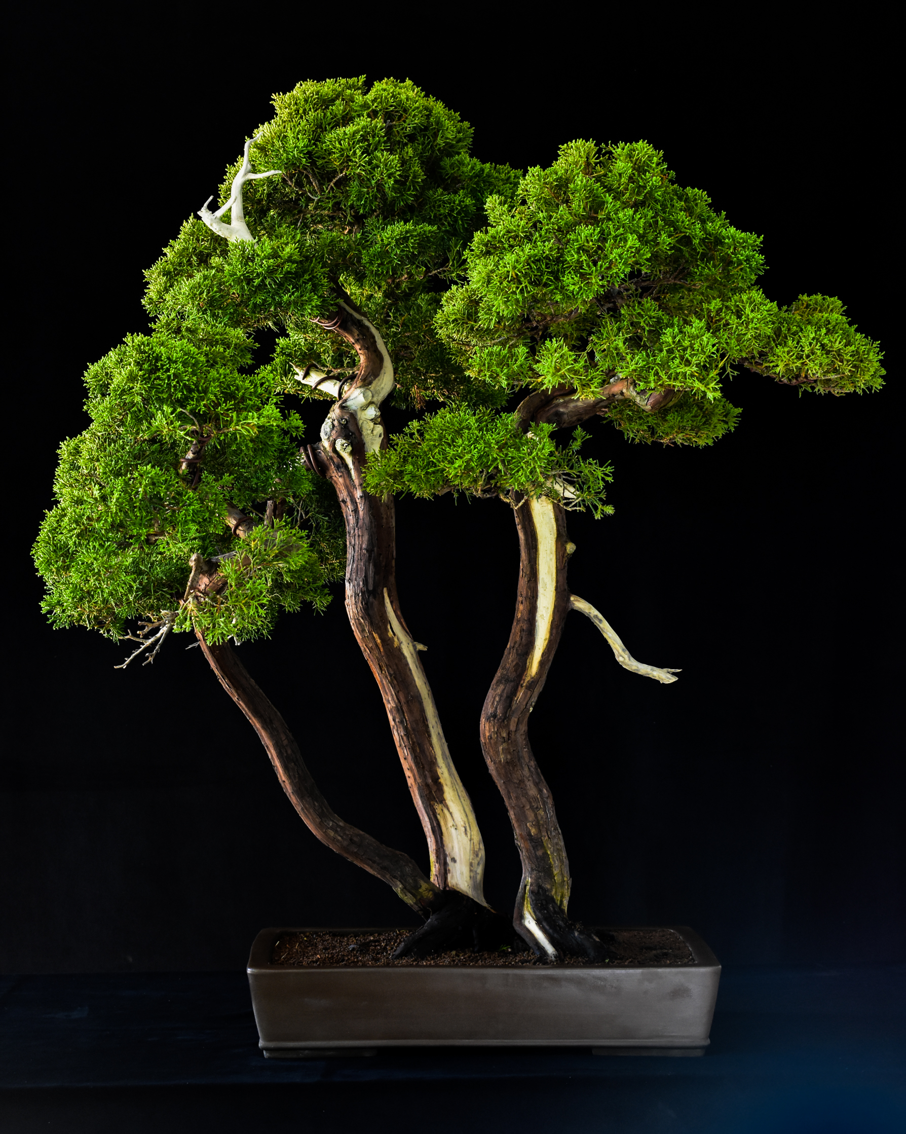 118G_clarkbonsai_Shimpaku 118G_clarkbonsai_Shimpaku