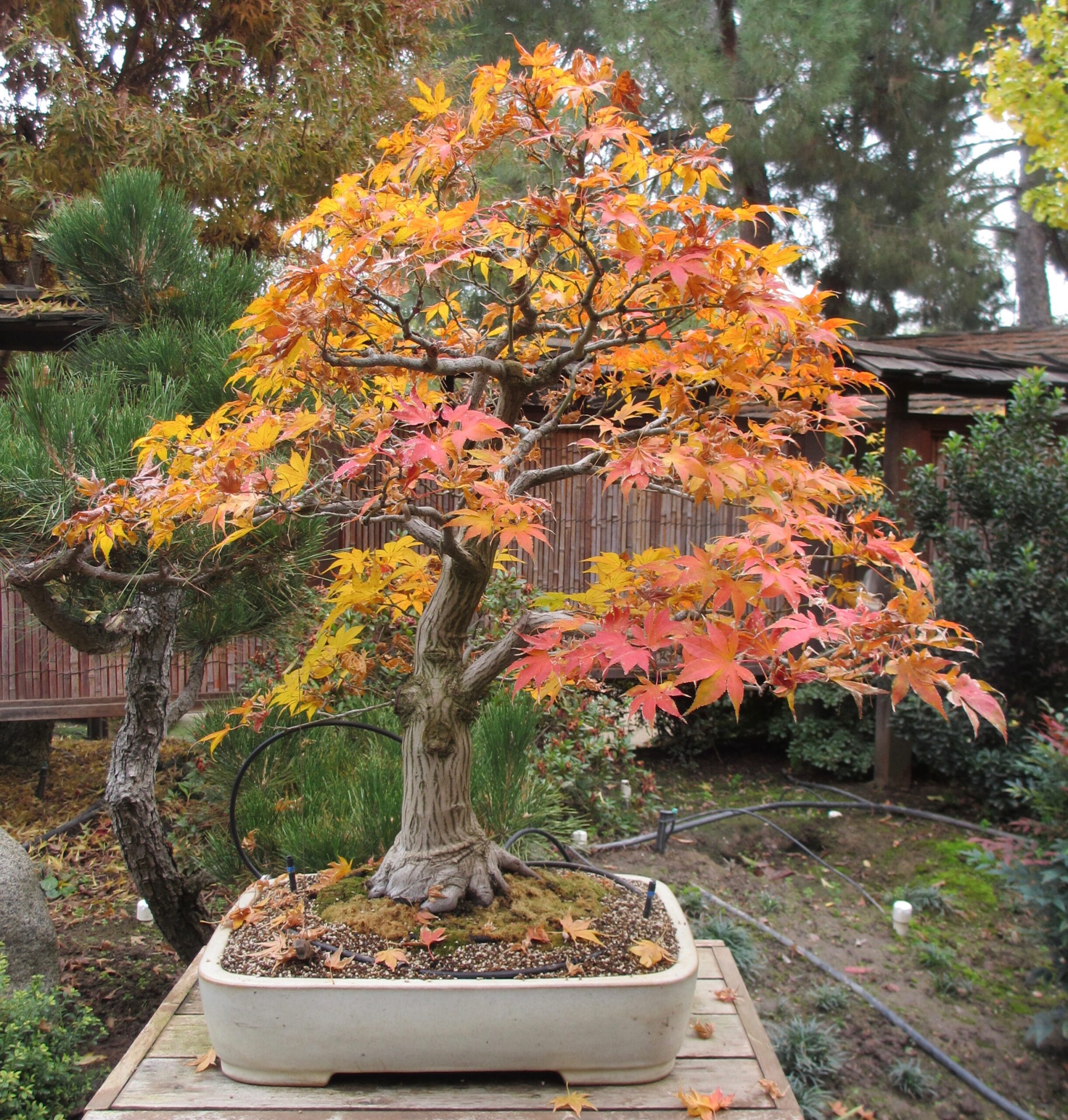 136_clarkbonsai_JMaple_Fall