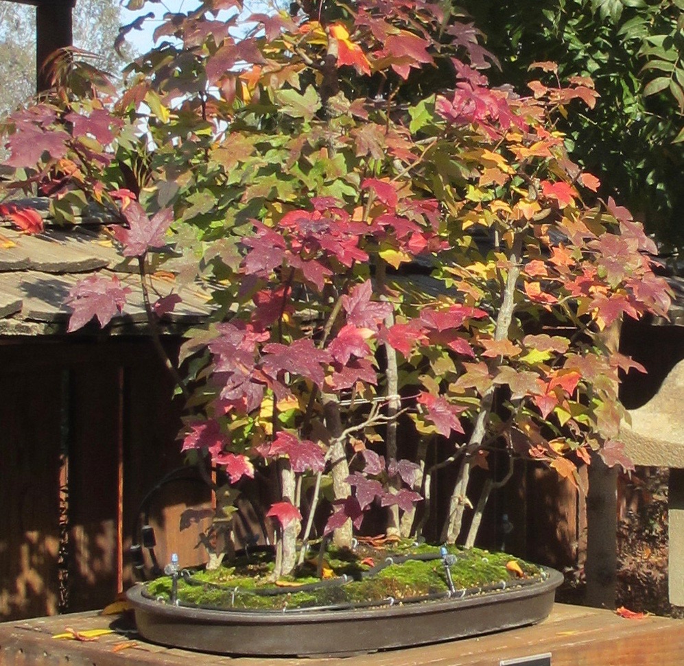 146_clarkbonsai_Liquidambar_Fall