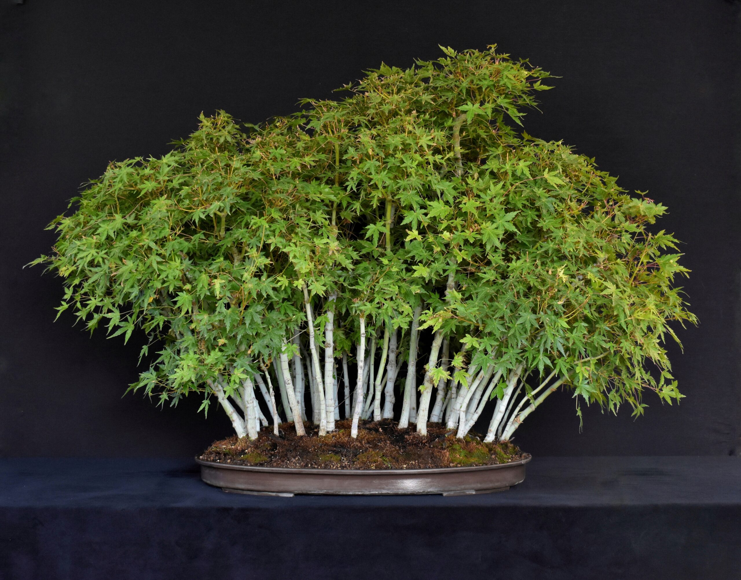 3G_clarkbonsai_JapaneseMaple