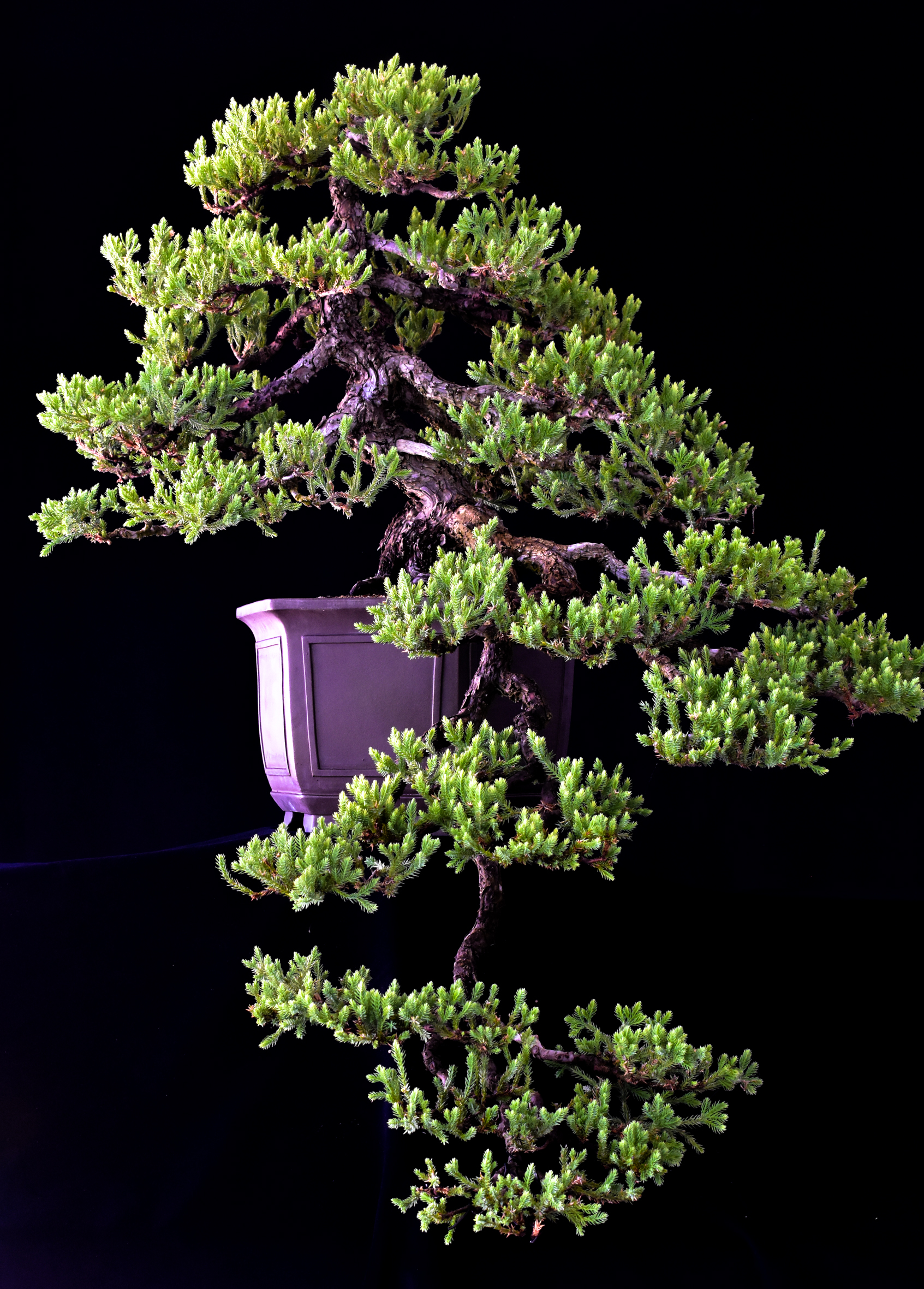 51G_clarkbonsai_ProstrataJuniper