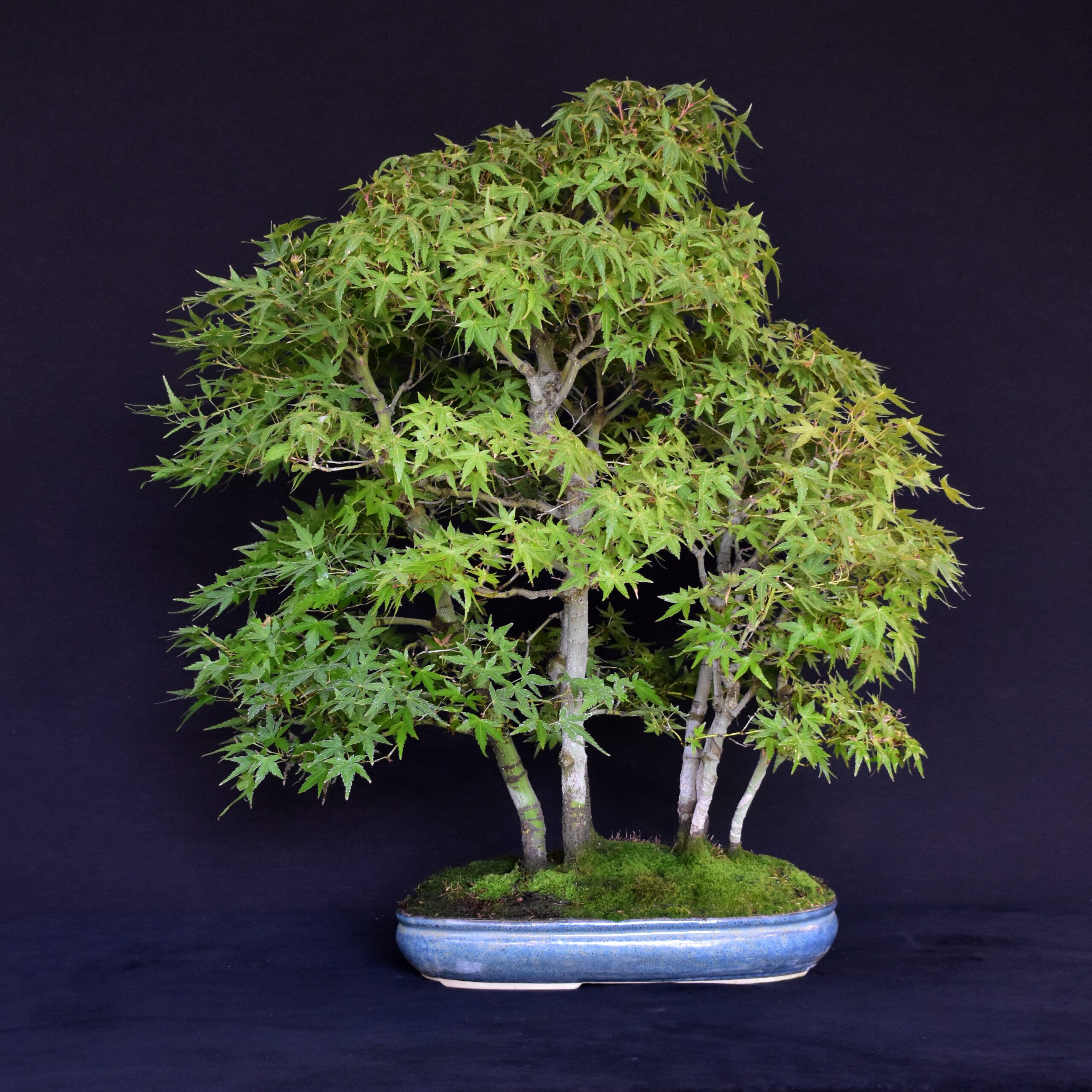 90G_clarkbonsai_JapaneseMaple