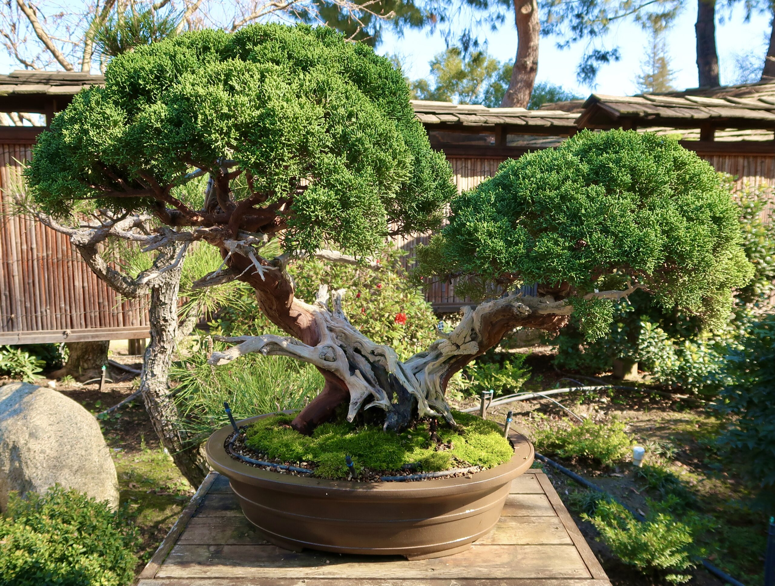 98_clarkbonsai_Shimpaku-Porstrata_Ex 98_clarkbonsai_Shimpaku-Porstrata_Ex