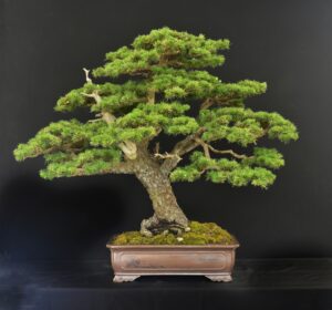 135G_clarkbonsai_CedarofLebanon23