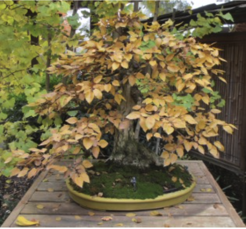 Korean Hornbeam Fall