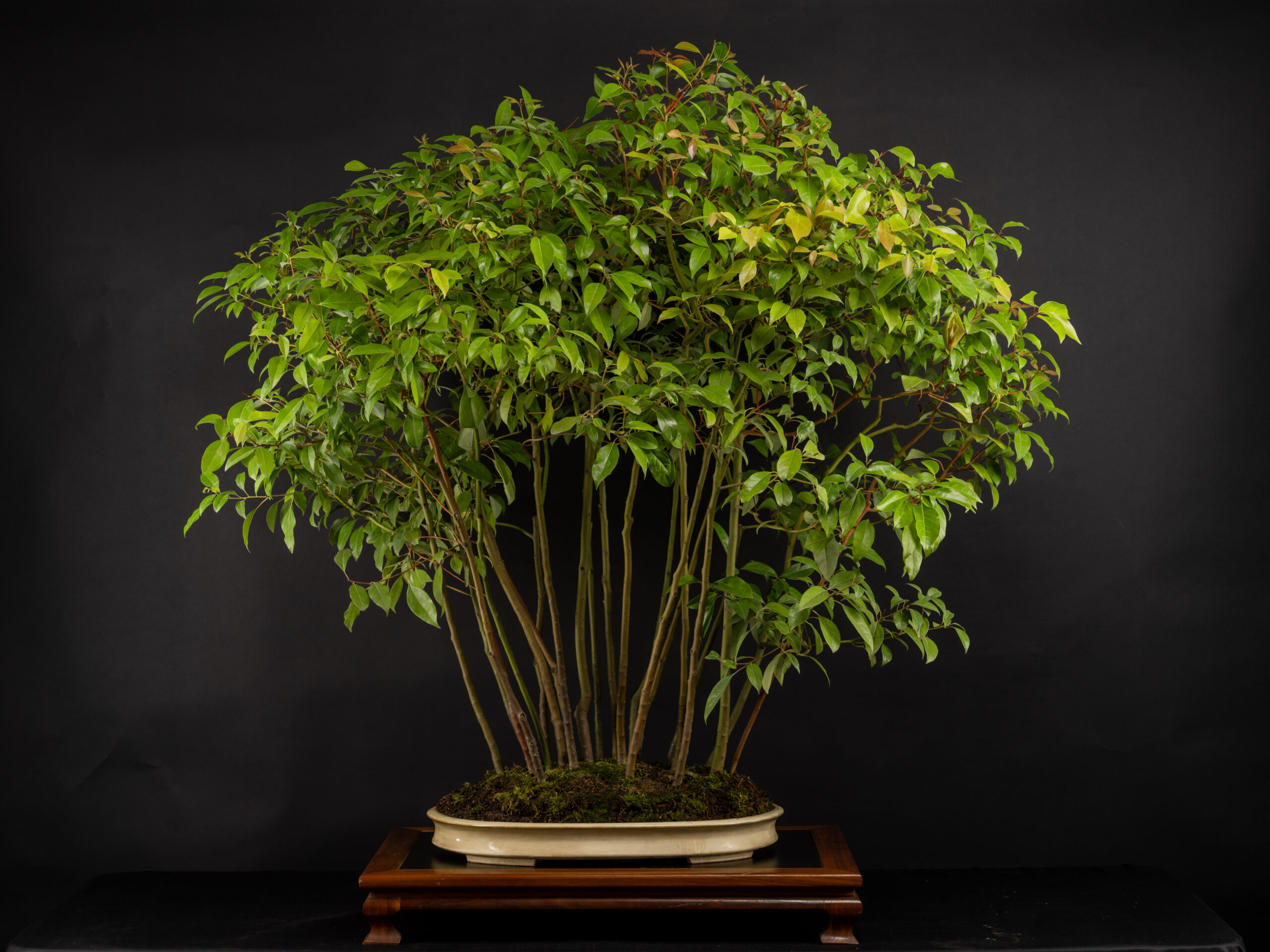 Home - Clark Bonsai Museum
